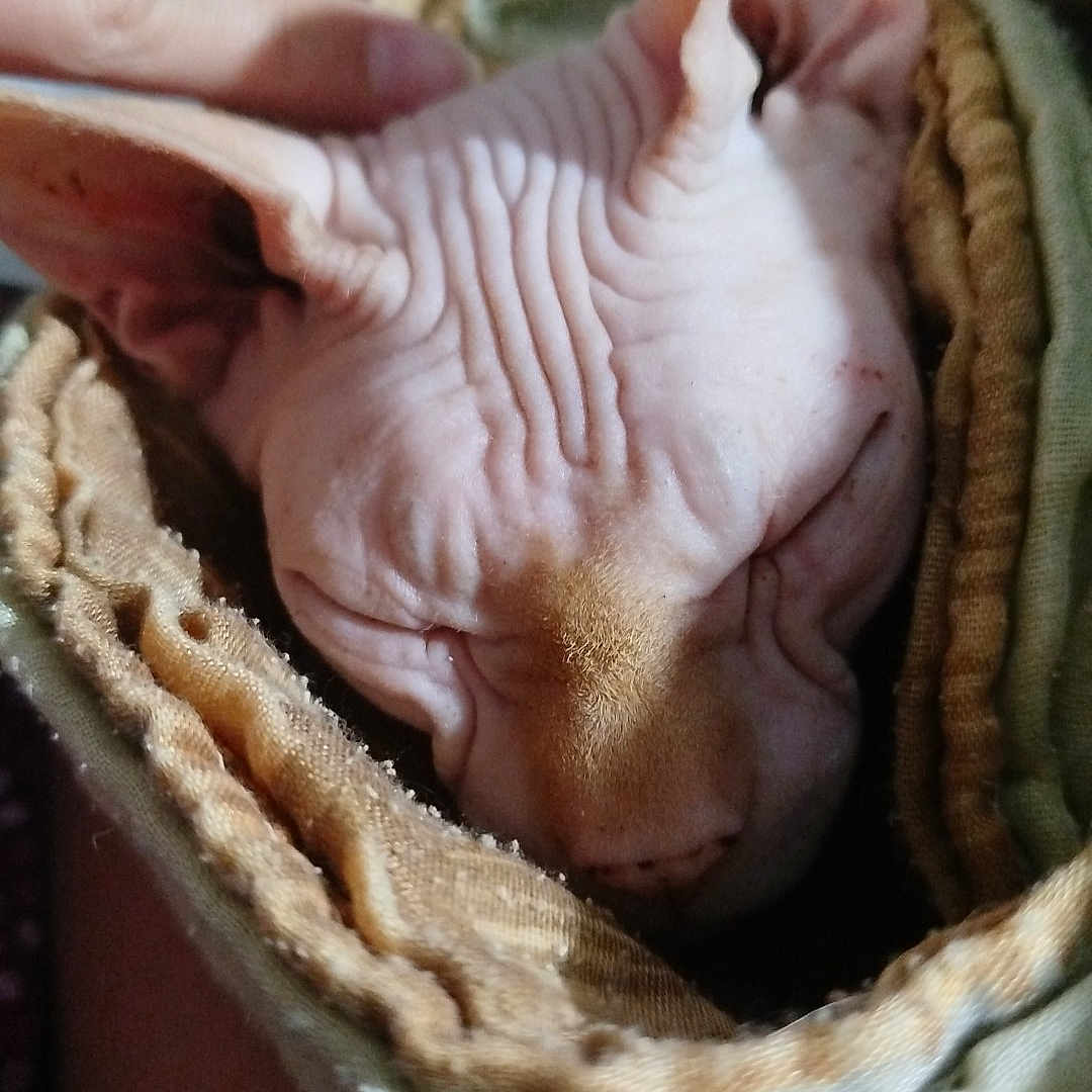 Loki a rejoint le concours — aidez-le/la à gagner de superbes lots ! animal, blanket, cat, close_up, comfort, cozy, ears, face, furless, hairless, hand, indoor, pet, resting, sleep, sleeping, soft_texture, sphynx_cat, wrapped, wrinkled_skin