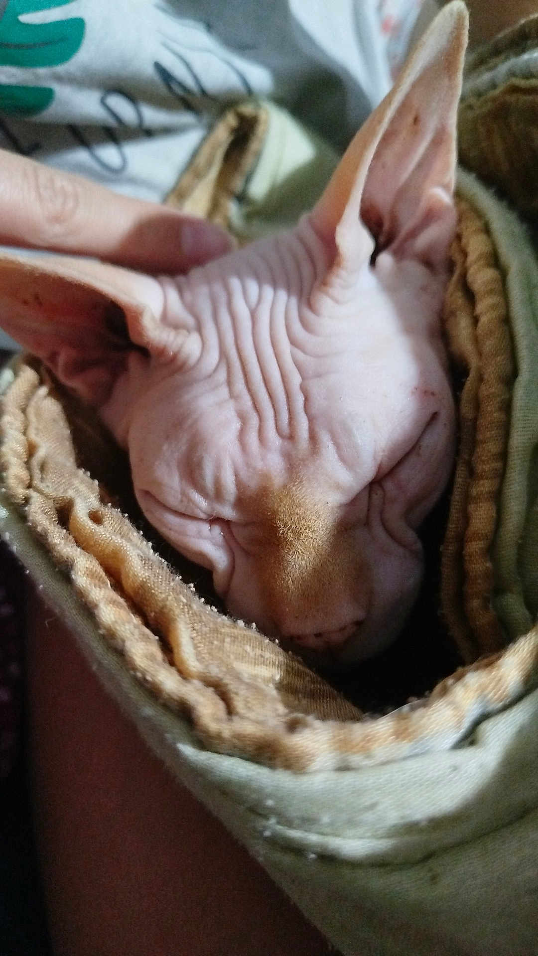 Loki a rejoint le concours — aidez-le/la à gagner de superbes lots ! cat, sphynx_cat, hairless, wrinkled_skin, sleeping, blanket, hand, close_up, pet, animal, cozy, resting, indoor, soft_texture, ears, face, sleep, furless, comfort, wrapped