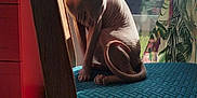 Loki a rejoint le concours — aidez-le/la à gagner de superbes lots ! sphynx_cat, hairless_cat, cat, chair, blue_cushion, window, sunlight, shadow, indoor, pet, animal, feline, ears, wrinkles, floor, wooden_chair, daylight, curtain, pattern, quiet