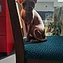 animal, blue_cushion, cat, chair, curtain, daylight, ears, feline, floor, hairless_cat, indoor, pattern, pet, quiet, shadow, sphynx_cat, sunlight, window, wooden_chair, wrinkles