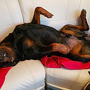 Zeus participe au concours pour gagner de l'argent avec cette photo : canidae, carnivore, companion_dog, dobermann, dog, dog_breed, fawn, gordon_setter, guard_dog, nap, paw, puppy, snout, sporting_group, tail