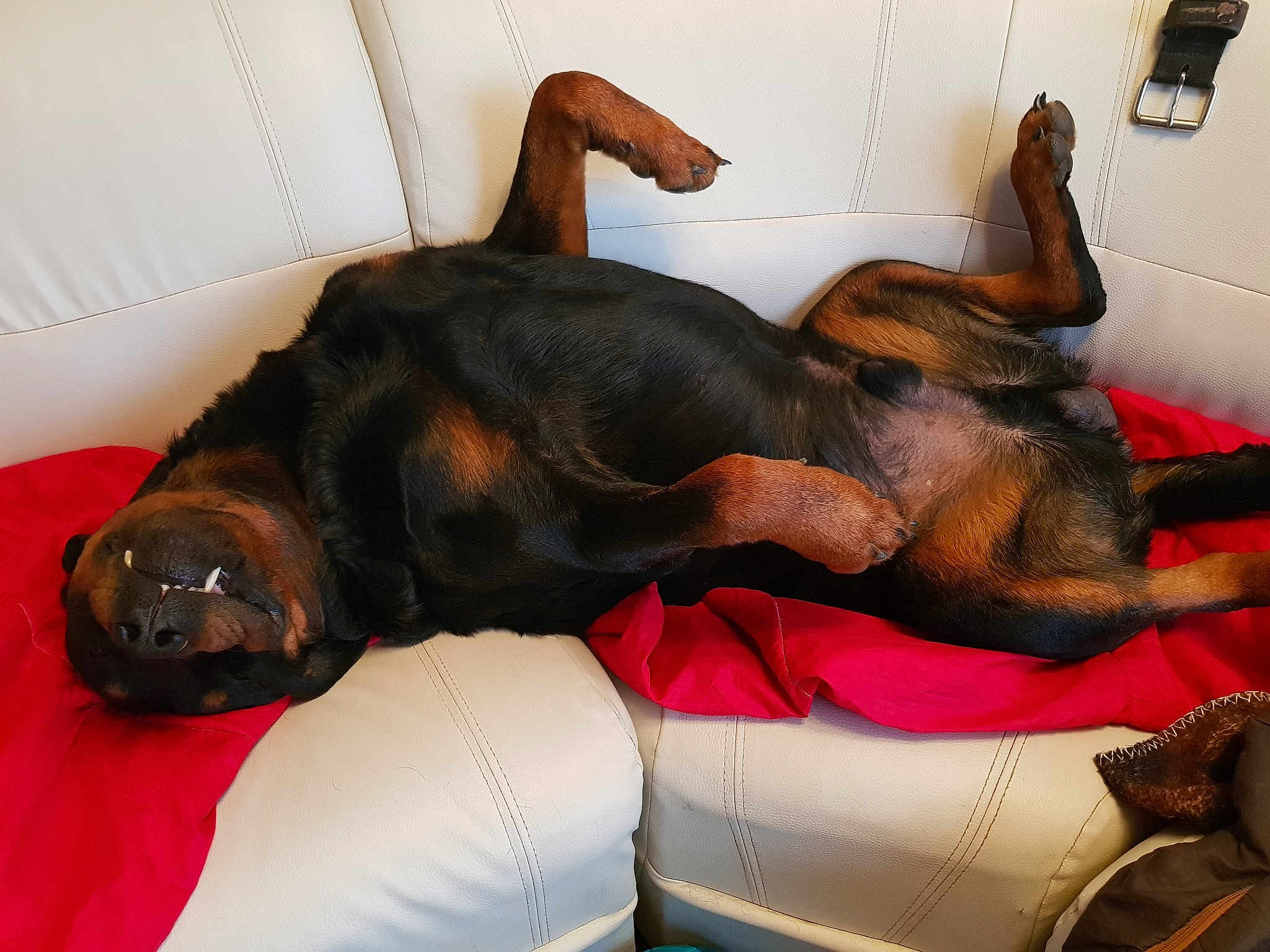 Zeus
