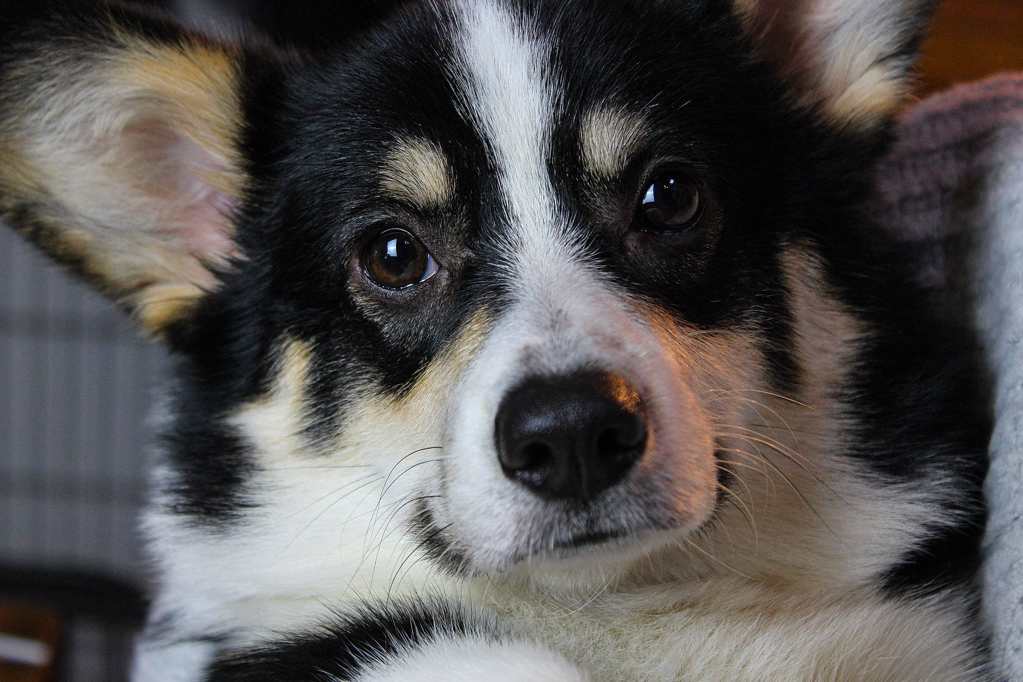 Pop a rejoint le concours — aidez-le/la à gagner de superbes lots ! canidae, cardigan_welsh_corgi, carnivore, close_up, dog, dog_breed, eye, fur, herding_dog, lapponian_herder, mammal, nose, puppy, rare_breed_dog, siberian_husky, snout, vertebrate, whiskers