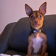 Bella joined the competition — help win amazing prizes! alert, animal, blanket, brown_fur, collar, companion, couch, cute, dog, domestic, ears, front_paws, indoor, looking_at_camera, pet, puppy, sitting, small_dog, white_chest, young_dog