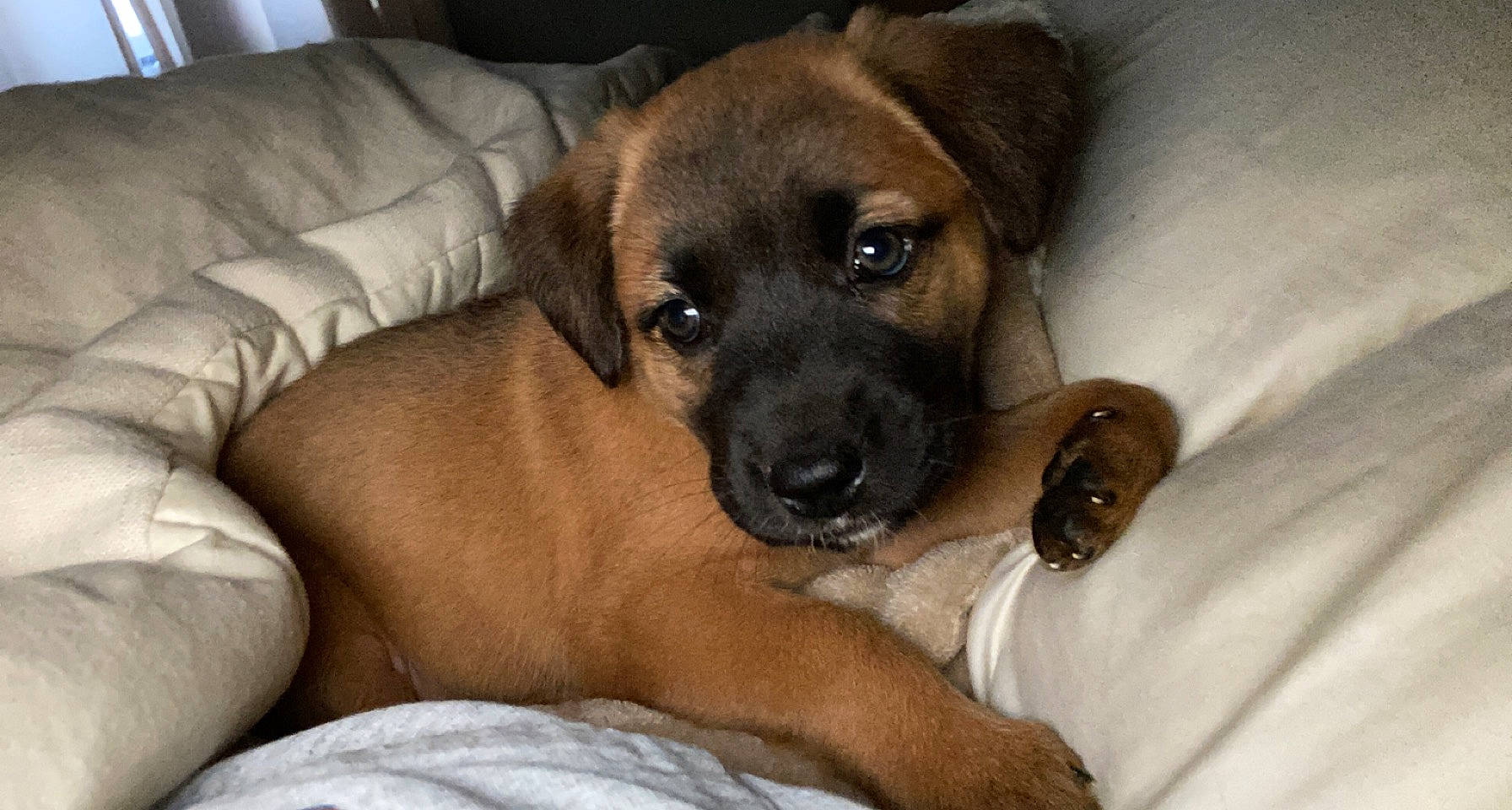 Bailey Jo joined the competition — help win amazing prizes! canidae, carnivore, comfort, companion_dog, couch, dog, dog_breed, door, fawn, guard_dog, paw, sleeper_chair, snout, sporting_group, whiskers, working_animal, working_dog