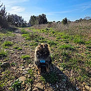 Aïko a rejoint le concours — aidez-le/la à gagner de superbes lots ! dog, small_dog, fluffy, blue_harness, outdoor, nature, grass, rocks, path, sunny, daytime, sky, trees, wild_plants, pet, canine, animal, walking_path, rural, scenic