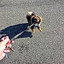 Aïko participe au concours pour gagner de l'argent avec cette photo : dog, leash, pavement, shadow, playful, fluffy, small_dog, outdoor, sunlight, hand, keys, pet, animal, walking, funny, cute, brown, black, furry, active
