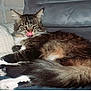 Moonwalk participe au concours pour gagner de l'argent avec cette photo : cat, tabby, fluffy, tongue_out, lying_down, couch, indoor, pet, whiskers, fur, relaxed, cozy, paws, tail, animal, mammal, cute, feline, resting, domestic