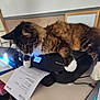 cat, tabby, printer, paper, indoor, table, electronics, paw, furniture, document, office, animal, pet, brown, white, cozy, relaxed, interrupting, technology, home