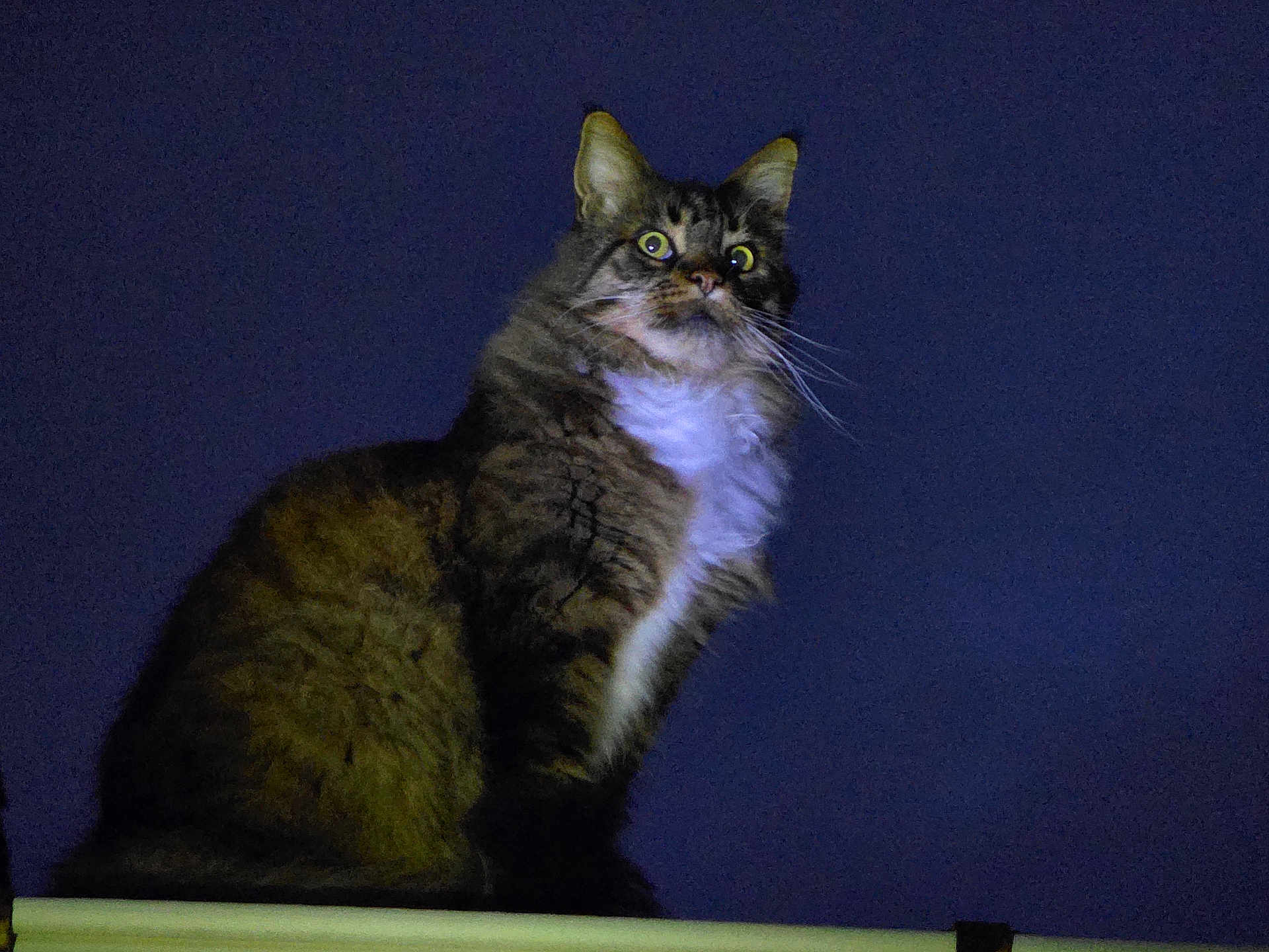 Moonwalk participe au concours pour gagner de l'argent avec cette photo : cat, animal, pet, fur, whiskers, night, dark_background, alert, sitting, closeup, mammal, domestic_cat, feline, outdoor, portrait, looking_up, ears, eyes, tabby, white_chest