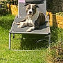 animal, backyard, calm, canine, daytime, dog, garden, grass, greenery, leisure, lounge_chair, nature, outdoor, pet, relaxed, resting, summer, sunlight, sunny_day, wooden_planter