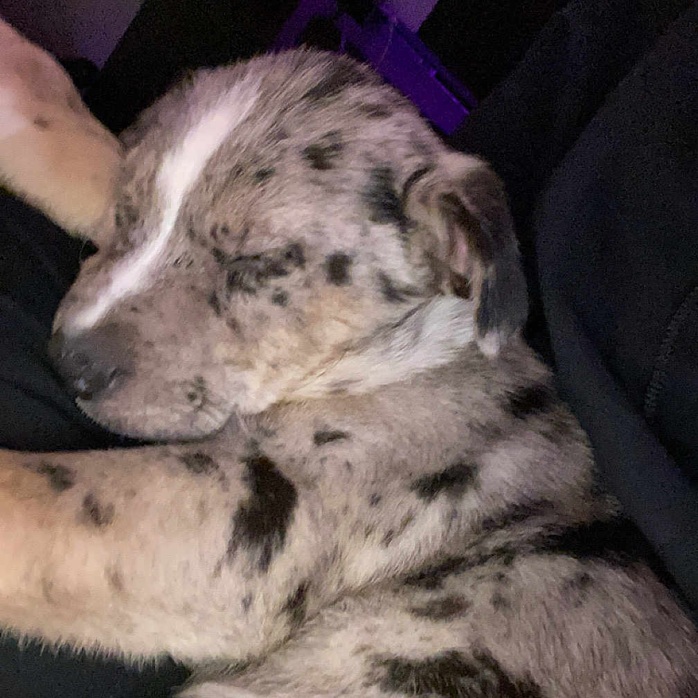 Louie is registered to the contest to win money with this photo: animal, armchair, blanket, bulldog, canine, cat, chair, couch, dalmatian, dog, furniture, greatdane, hound, husky, indoors, person, pet, pitbull, puppy, sleeping