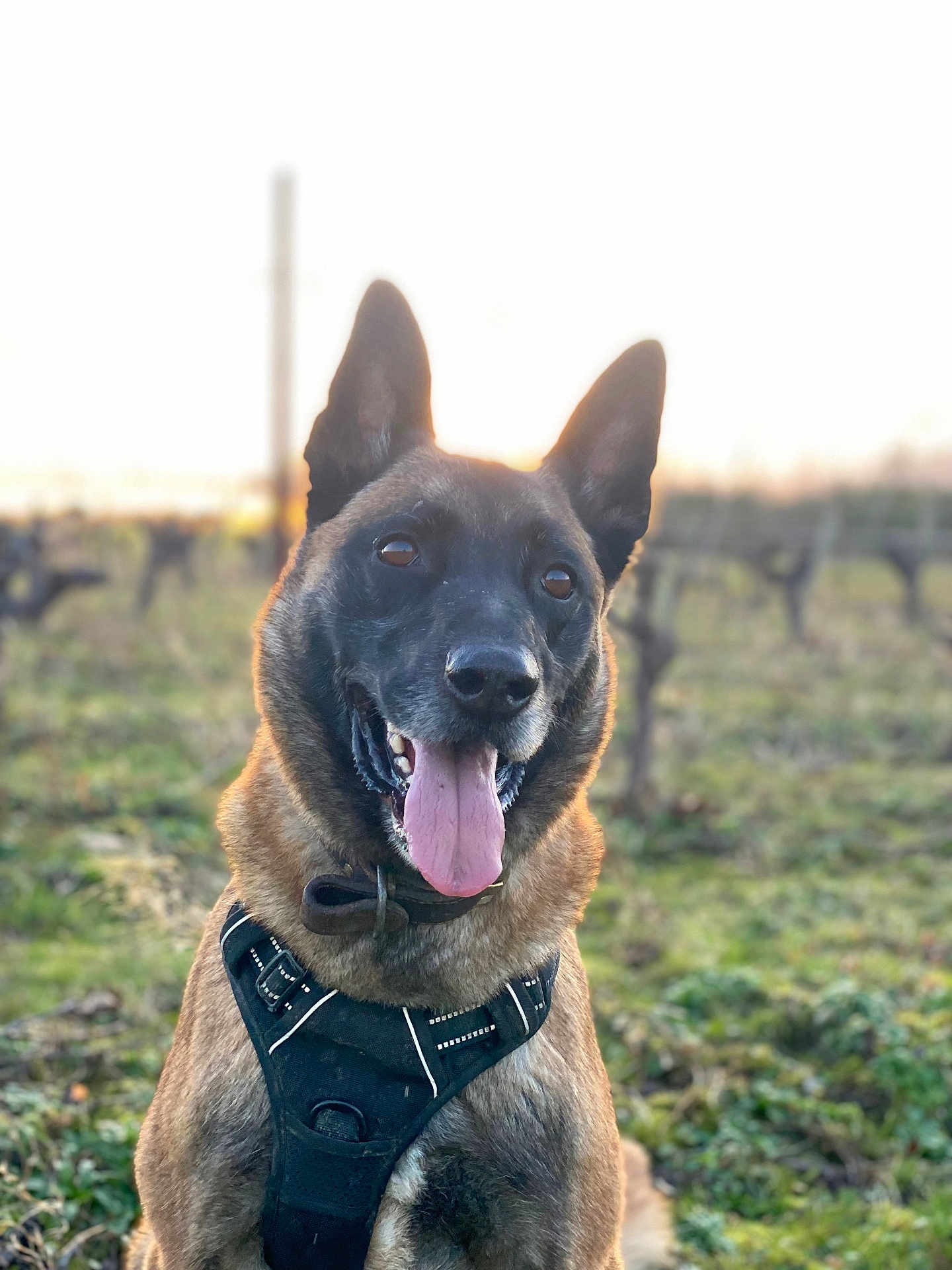 Naïko a rejoint le concours — aidez-le/la à gagner de superbes lots ! dog, canine, pet, outdoor, field, sunset, harness, tongue_out, happy, alert, brown_coat, black_face, animal, grass, nature, ears_up, sitting, close_up, portrait, daylight