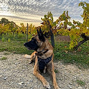 Naïko a rejoint le concours — aidez-le/la à gagner de superbes lots ! dog, canine, outdoor, vineyard, gravel_path, greenery, yellow_leaves, sky, clouds, nature, animal, pet, calm, resting, harness, summer, landscape, leafy, rural, scenic