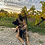 dog, canine, outdoor, vineyard, gravel_path, greenery, yellow_leaves, sky, clouds, nature, animal, pet, calm, resting, harness, summer, landscape, leafy, rural, scenic