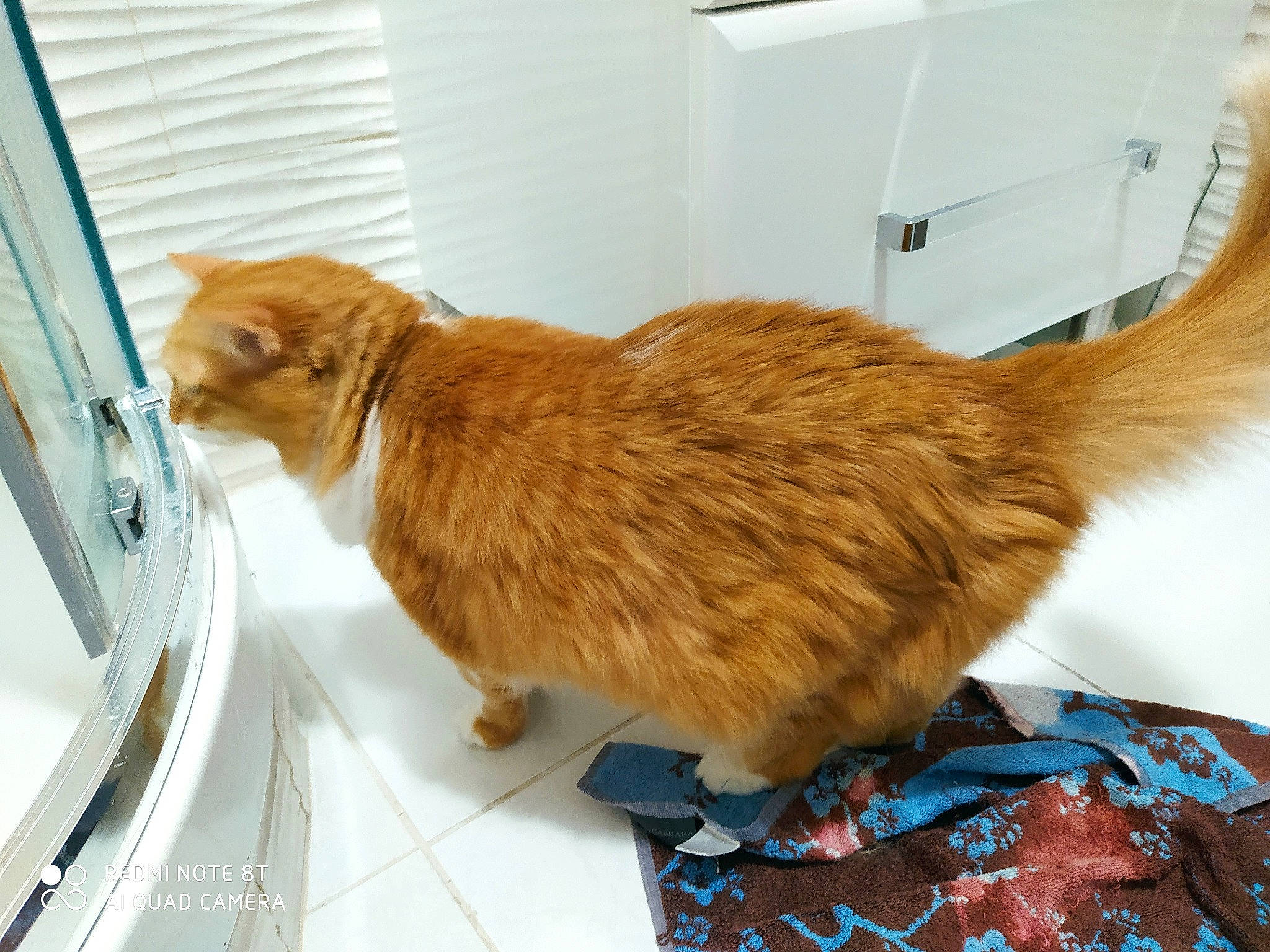 Gypsi participe au concours pour gagner de l'argent avec cette photo : beige, carnivore, cat, fawn, felidae, floor, flooring, fur, home, interior_design, liver, small_to_medium_sized_cats, tail, tile, tile_flooring, vertebrate, whiskers, window_blind, window_covering, window_treatment