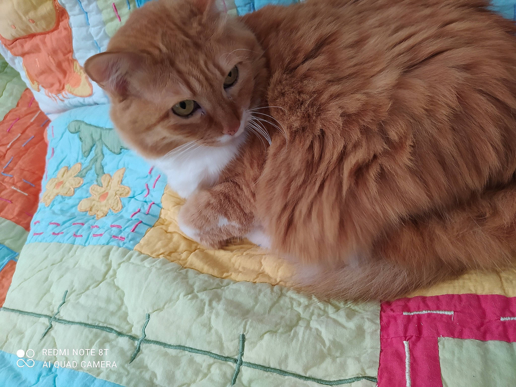 Gypsi a rejoint le concours — aidez-le/la à gagner de superbes lots ! aqua, bedding, carnivore, cat, cat_supply, fawn, felidae, fur, home_accessories, linens, peach, pet_supply, quilt, small_to_medium_sized_cats, tail, teal, textile, turquoise, vertebrate, whiskers