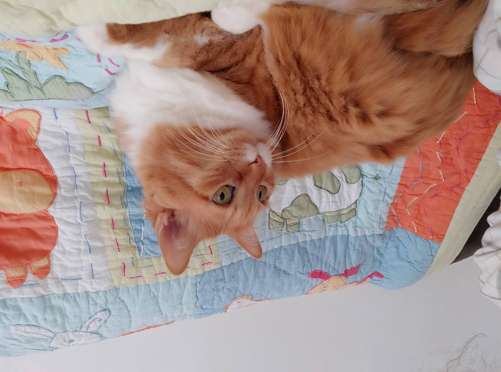 Gypsi a rejoint le concours — aidez-le/la à gagner de superbes lots ! carnivore, cat, domestic_short_haired_cat, felidae, fur, linens, paw, peach, small_to_medium_sized_cats, snout, tail, terrestrial_animal, vertebrate, whiskers