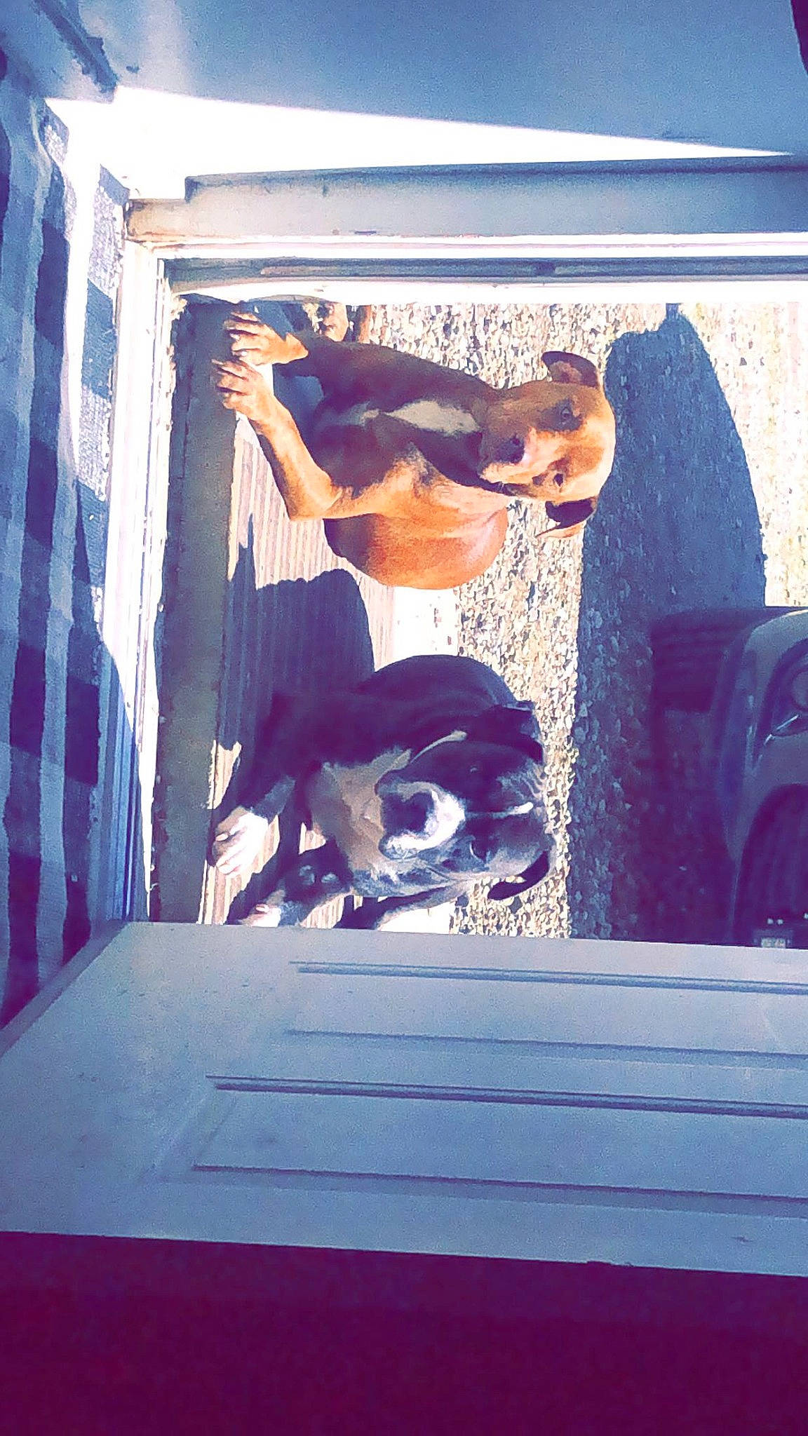 Tyler is registered to the contest to win money with this photo: blue, dress, font, fun, fur, happy, leisure, magenta, purple, reflection, room, shadow, sitting, square, tints_and_shades, visual_arts, window, wood