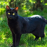Yoruichi Samah participe au concours pour gagner de l'argent avec cette photo : black_cat, cat, animal, feline, pet, standing, outdoors, grass, garden, nature, greenery, sunlight, sunny, fur, yellow_eyes, whiskers, tail, portrait, wildlife, photography