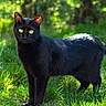 black_cat, cat, animal, feline, pet, standing, outdoors, grass, garden, nature, greenery, sunlight, sunny, fur, yellow_eyes, whiskers, tail, portrait, wildlife, photography