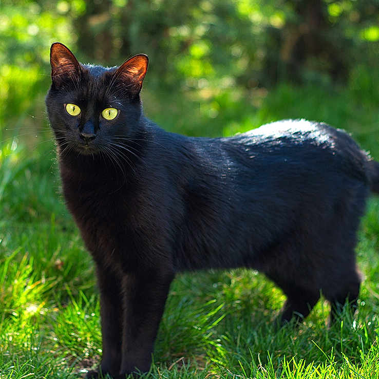 Yoruichi Samah participe au concours pour gagner de l'argent avec cette photo : black_cat, cat, animal, feline, pet, standing, outdoors, grass, garden, nature, greenery, sunlight, sunny, fur, yellow_eyes, whiskers, tail, portrait, wildlife, photography