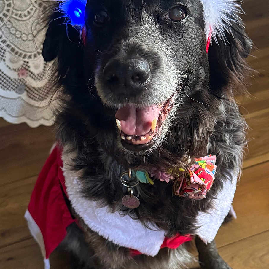 Saphira is registered to the contest to win money with this photo: black_dog, christmas, collar, costume, decorative, dog, festive, floor, headband, holiday, indoor, lace_curtain, pet, red, sequins, smiling, tag, tongue_out, white, wooden_floor