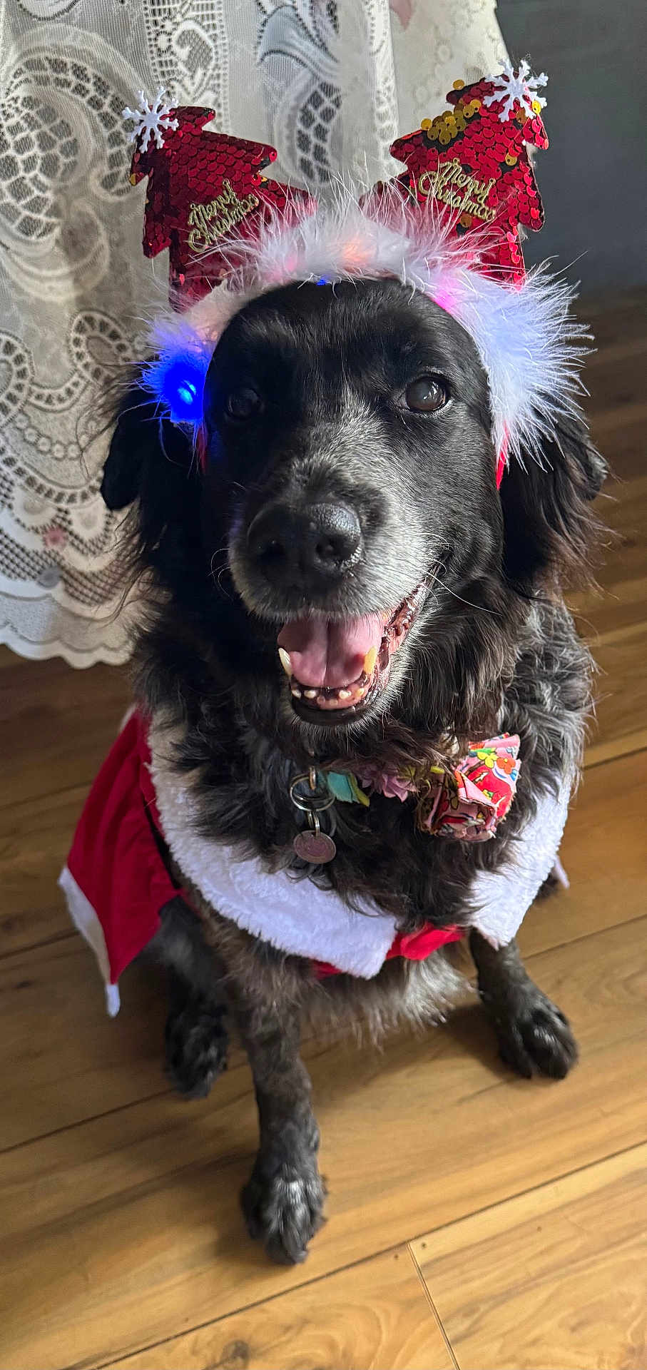 Saphira is registered to the contest to win money with this photo: dog, black_dog, christmas, holiday, festive, costume, headband, sequins, red, white, floor, wooden_floor, indoor, pet, smiling, tongue_out, collar, tag, lace_curtain, decorative