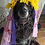 Saphira joined the competition — help win amazing prizes! dog, black_dog, sunflower_crown, butterflies, flower_crown, purple_fabric, pink_fabric, lace_curtain, wooden_floor, pet, animal, portrait, costume, decorative, sitting, indoor, cute, adorable, fluffy, calm