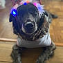 Saphira is registered to the contest to win money with this photo: dog, christmas, holiday, headband, lights, festive, pet, animal, indoor, floor, wooden_floor, black_dog, white_fur, costume, cute, portrait, laying_down, decorations, celebration, seasonal