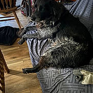 Saphira joined the competition — help win amazing prizes! dog, couch, blanket, indoor, wooden_floor, wooden_chair, furniture, papers, relaxed, pet, black_dog, gray_fur, home, cozy, living_room, fabric, sitting, resting, household, domestic