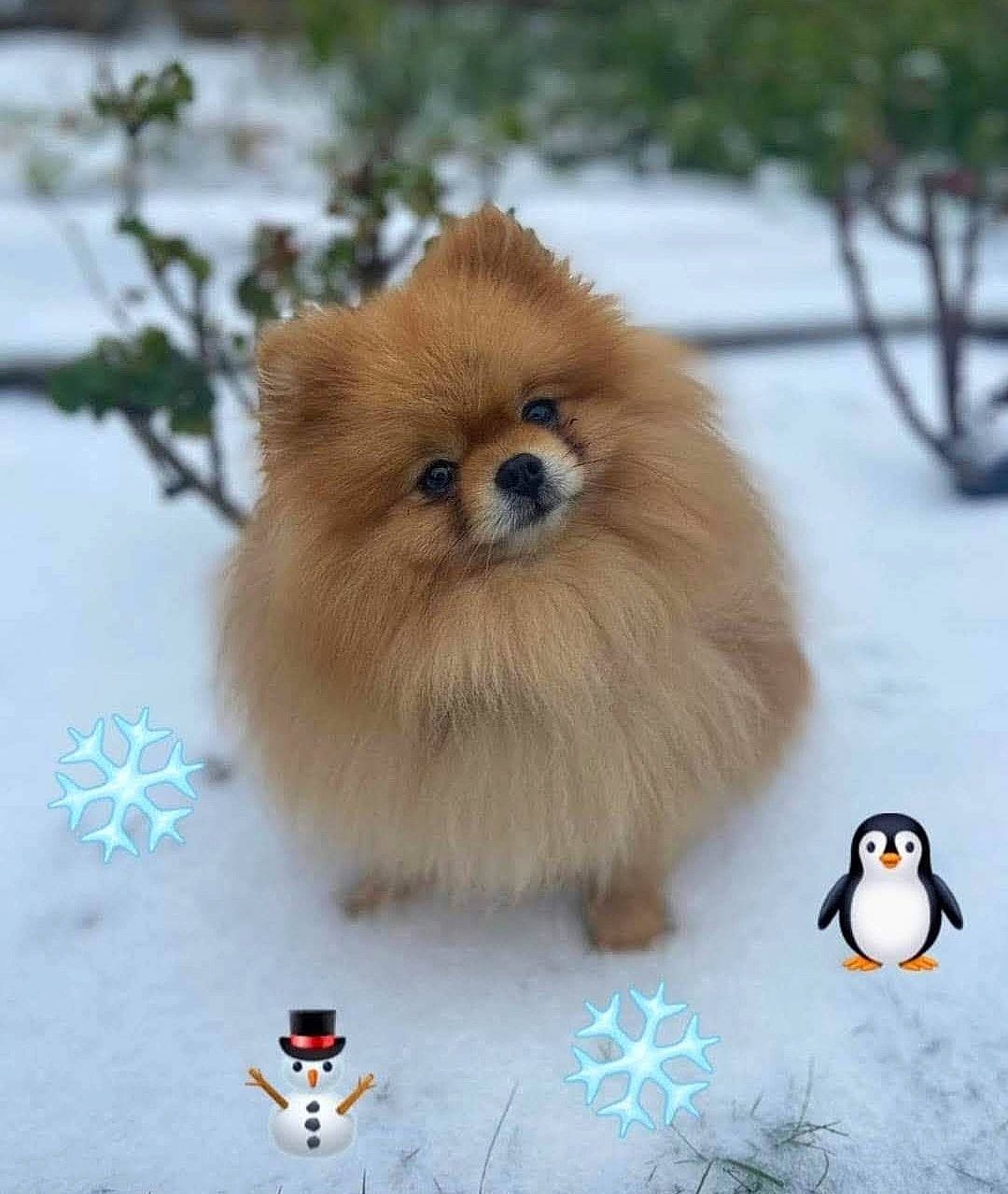 Eliot participe au concours pour gagner de l'argent avec cette photo : canidae, carnivore, companion_dog, dog, dog_breed, fawn, fur, german_spitz, german_spitz_klein, organism, snow, spitz, tail, toy_dog, tree, volpino_italiano, whiskers, wildlife, winter, working_animal