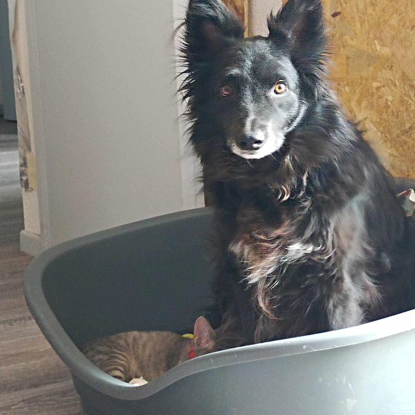 Polux participe au concours pour gagner de l'argent avec cette photo : dog, kitten, cat, pets, animal, fluffy, black_dog, tabby_cat, pet_bed, sleeping, sitting, upright_ears, long_fur, indoor, home, floor, wood_floor, portrait, cute, companionship