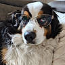 dog, puppy, berner, tricolor, fluffy, long_hair, glasses, eyewear, portrait, closeup, face, eyes, nose, fur, white_fur, black_fur, brown_fur, couch, indoors, cute
