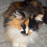 Gaillette participe au concours pour gagner de l'argent avec cette photo : cat, calico, fluffy, pet, animal, resting, sleepy, indoor, blanket, soft, cozy, feline, cute, whiskers, fur, paws, relaxed, domestic, mammal, companion