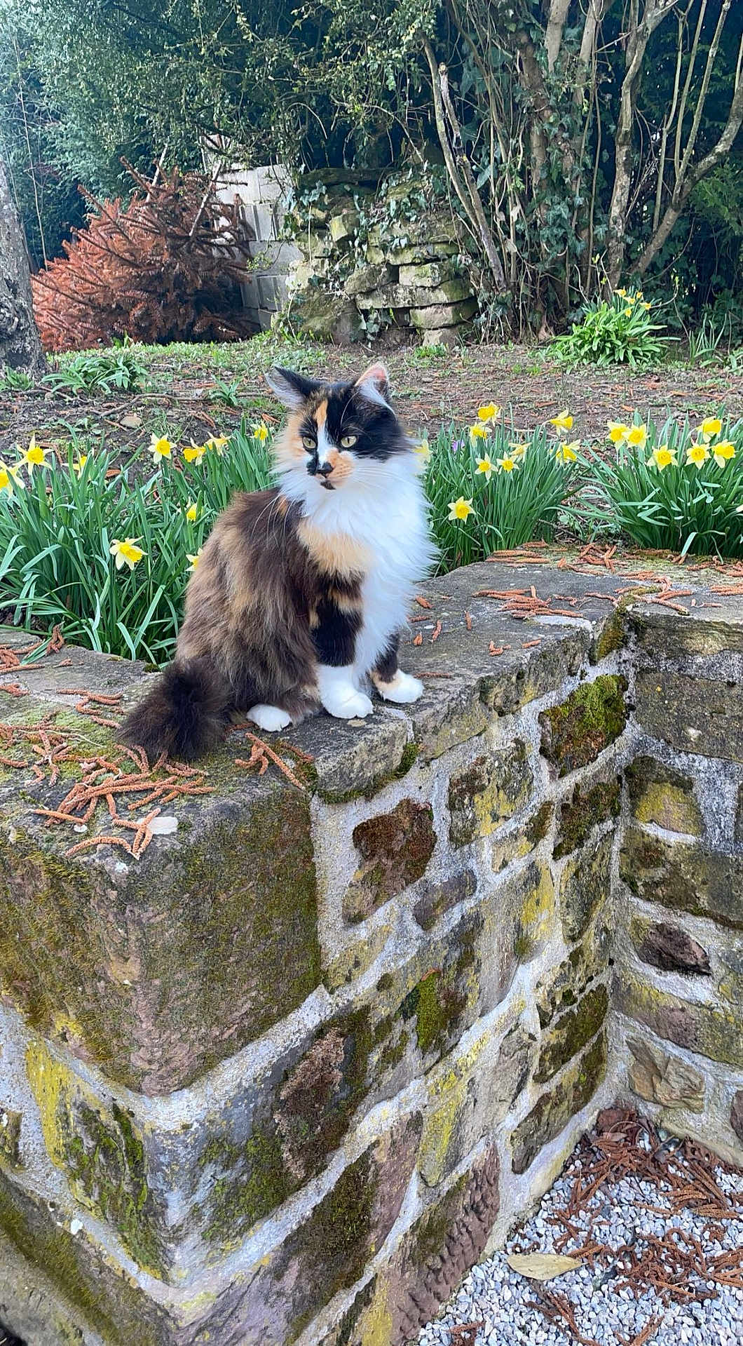 Gaillette a rejoint le concours — aidez-le/la à gagner de superbes lots ! cat, calico, fluffy, stone_wall, moss, daffodils, flowers, garden, outdoor, nature, plants, greenery, tree, bush, spring, animal, pet, fur, sitting, calm