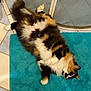 cat, calico, fluffy, bath_mat, tile_floor, indoor, relaxed, sprawled, pet, animal, fur, whiskers, paw, tail, resting, home, bathroom, cute, sleeping, domestic_cat