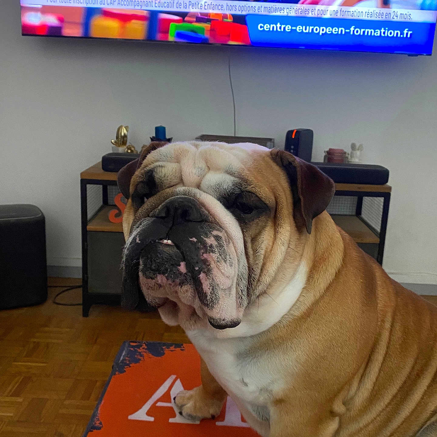 Taho participe au concours pour gagner de l'argent avec cette photo : adult, animal, architecture, building, bulldog, candle, canine, computerhardware, dog, electronics, hardware, indoors, interiordesign, male, man, monitor, person, pet, screen, tv