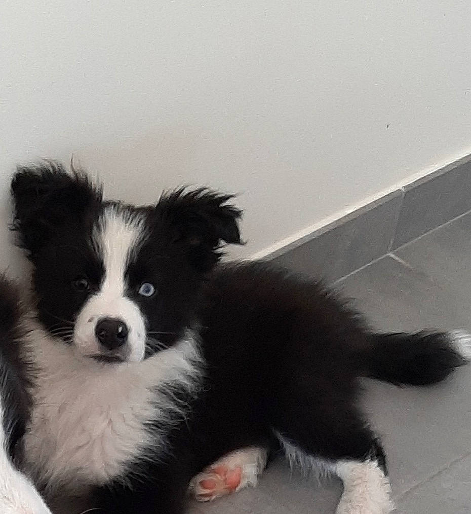 T'Chouky participe au concours pour gagner de l'argent avec cette photo : balance, bored, canidae, carnivore, companion_dog, dog, dog_breed, flooring, fur, herding_dog, non_sporting_group, sporting_group, terrestrial_animal, toy_dog, whiskers, working_animal, working_dog