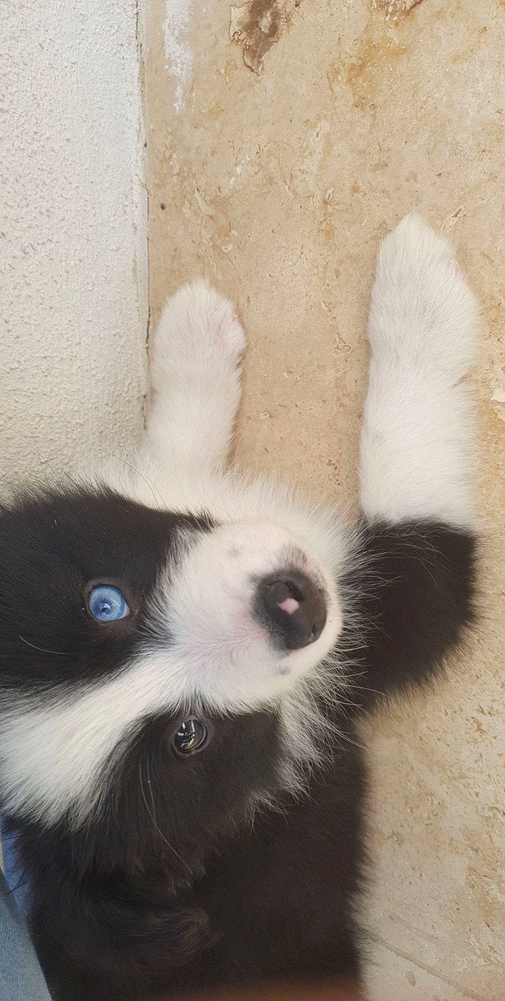 T'Chouky a rejoint le concours — aidez-le/la à gagner de superbes lots ! carnivore, companion_dog, dog, dog_breed, foot, fur, head, paw, primate, snout, sporting_group, tail, terrestrial_animal, whiskers