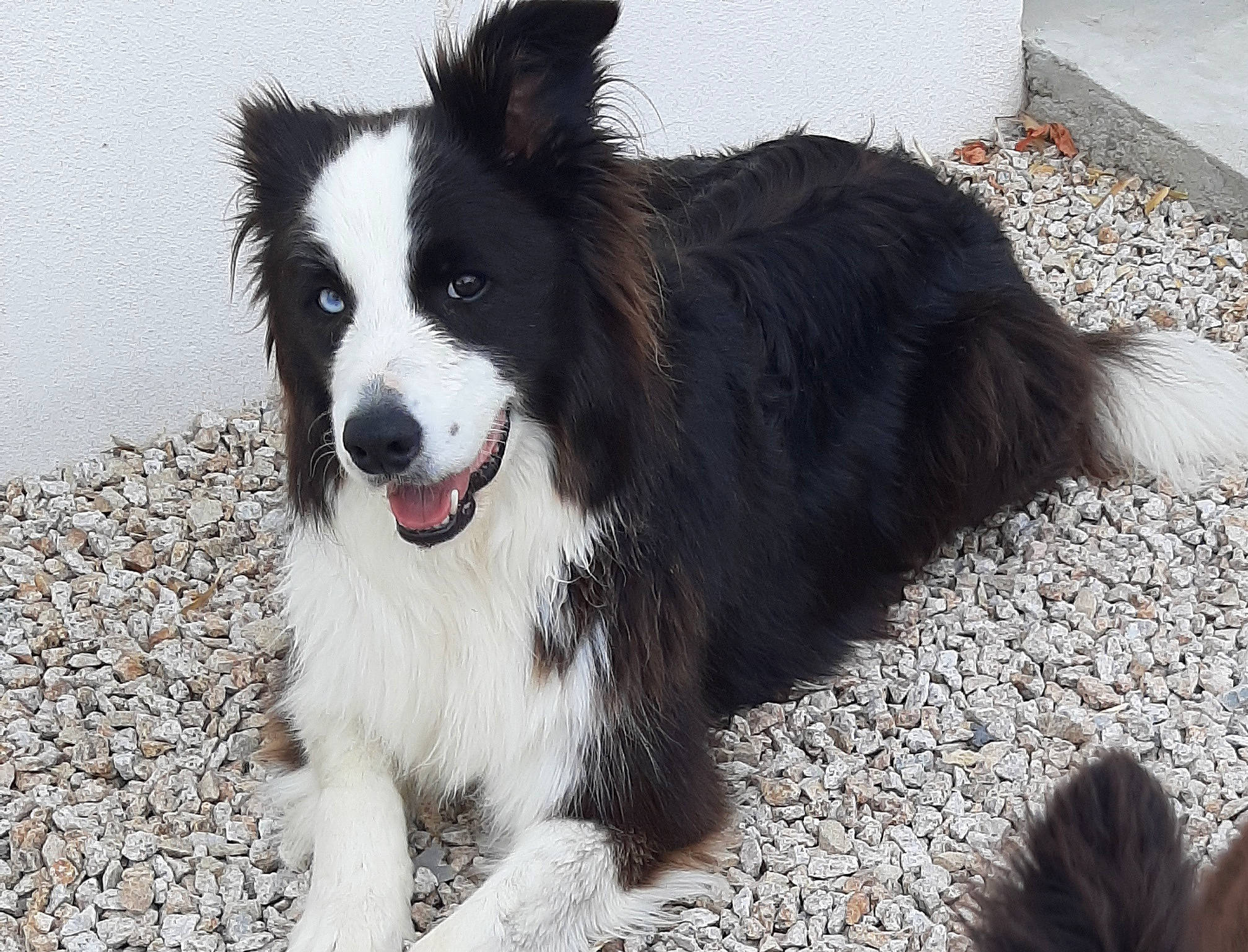 Murphy participe au concours pour gagner de l'argent avec cette photo : ancient_dog_breeds, australian_collie, border_collie, canidae, carnivore, companion_dog, dog, dog_breed, fur, herding_dog, non_sporting_group, snout, sporting_group, terrestrial_animal, whiskers, working_animal, working_dog