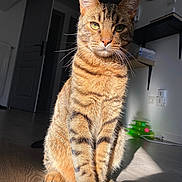Sproot participe au concours pour gagner de l'argent avec cette photo : animal, cat, cute, domestic, door, ears, feline, floor, green_toy, home, indoor, mammal, pet, shelf, sitting, striped_fur, sunlight, tabby, whiskers, wooden_floor