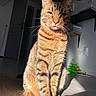 animal, cat, cute, domestic, door, ears, feline, floor, green_toy, home, indoor, mammal, pet, shelf, sitting, striped_fur, sunlight, tabby, whiskers, wooden_floor