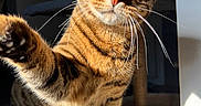 Sproot participe au concours pour gagner de l'argent avec cette photo : animal, cat, cat_tree, claw, close_up, curious, cute, feline, fur, green_eyes, indoor, paw, pet, playful, portrait, shadow, striped, sunlight, tabby, whiskers