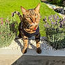 Sproot participe au concours pour gagner de l'argent avec cette photo : animal, bush, cat, cute, daytime, feline, flower, garden, grass, greenery, lavender, nature, outdoor, pet, plants, portrait, sunlight, sweater, tabby, whiskers
