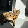 Sproot participe au concours pour gagner de l'argent avec cette photo : animal, bright, cat, cozy, domestic, eyes, feline, floor, home, indoor, paw, pet, relaxed, resting, shadow, striped, sunlight, tabby, warm, white_wall