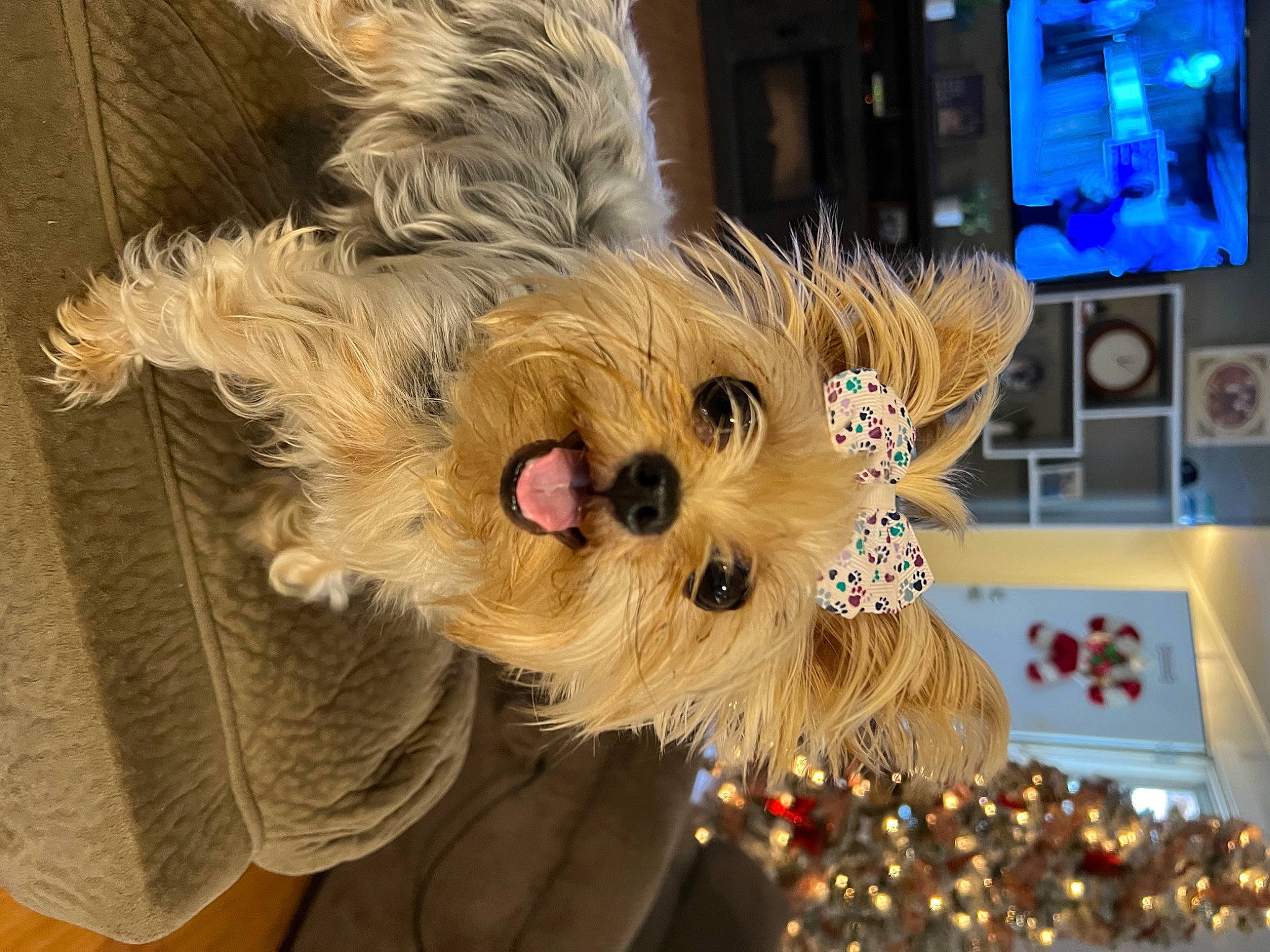 Josie is registered to the contest to win money with this photo: canidae, carnivore, christmas, companion_dog, dog_breed, dog_clothes, event, fashion_accessory, fawn, felidae, fur, hat, holiday, small_terrier, sporting_group, terrier, toy, toy_dog, whiskers, yorkshire_terrier