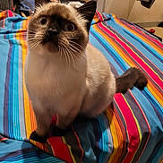Azure participe au concours pour gagner de l'argent avec cette photo : cat, siamese_cat, pet, indoor, bed, blanket, striped, colorful, fur, whiskers, tail, curious, looking_up, animal, cute, feline, domestic_animal, cozy, soft, closeup