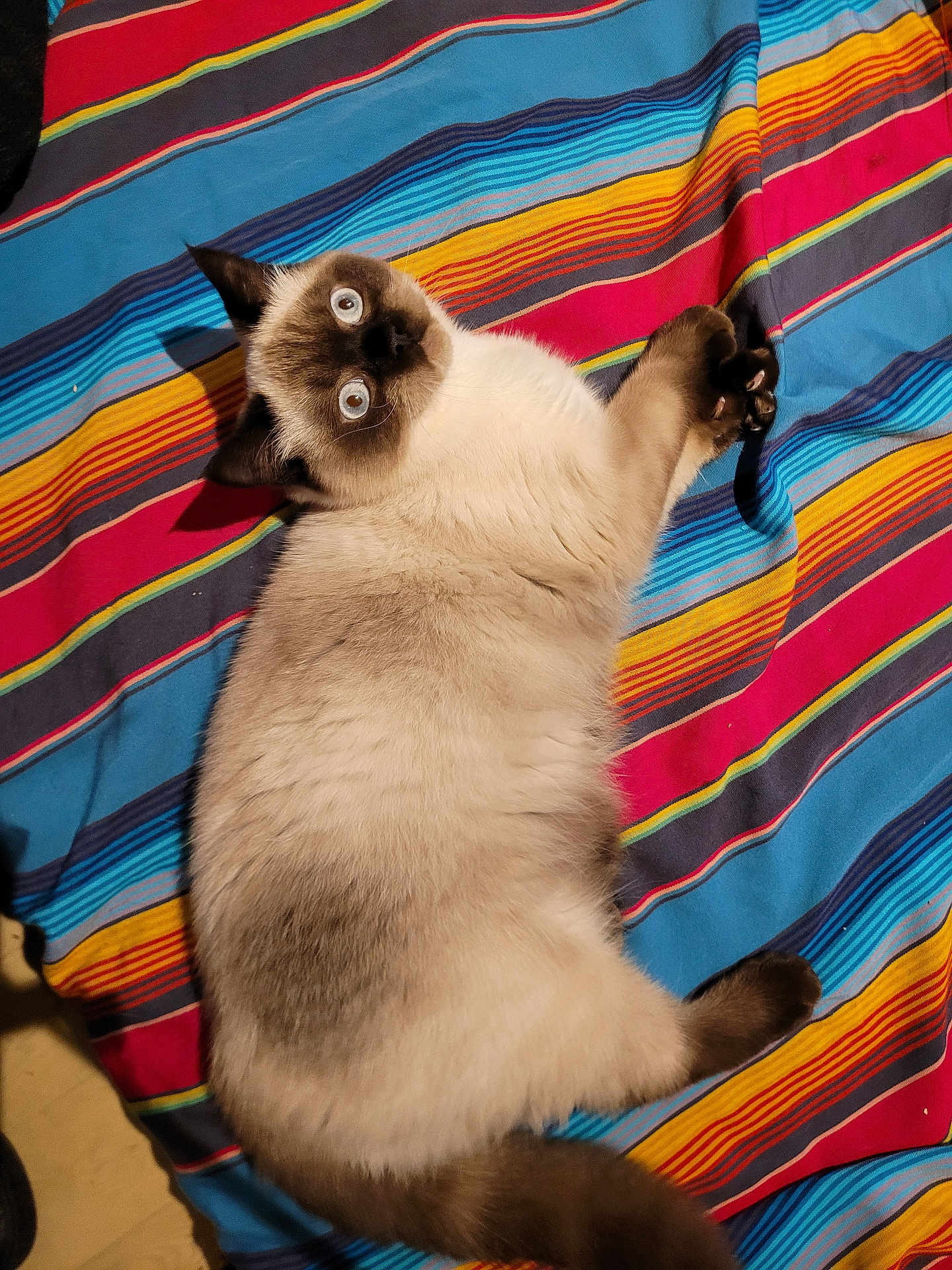 Azure participe au concours pour gagner de l'argent avec cette photo : cat, siamese_cat, blue_eyes, fluffy, pet, animal, lying_down, striped_blanket, colorful, indoor, curious, feline, soft_fur, relaxed, cute, whiskers, paws, tail, looking_up, cozy