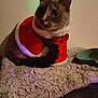 Tyna participe au concours pour gagner de l'argent avec cette photo : cat, pet, animal, christmas_outfit, santa_costume, red_clothing, white_fur_trim, blanket, furry, indoor, cute, cozy, curled_tail, looking_away, domestic_cat, mammal, soft_texture, resting, holiday, festive